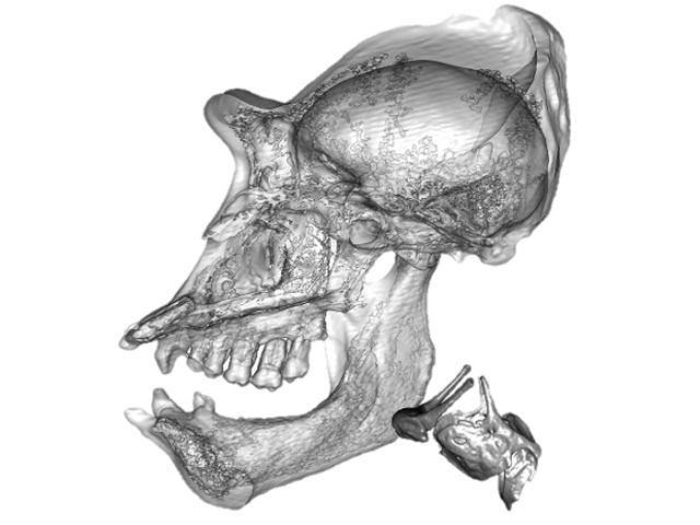 the-mammalian-larynx