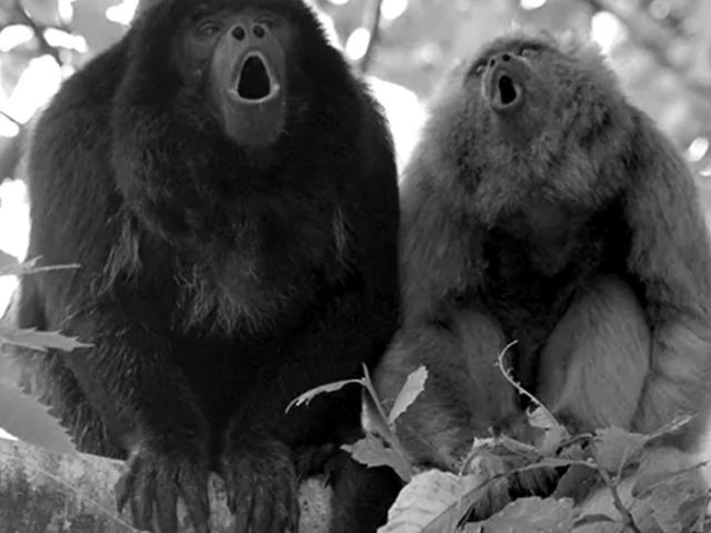black-gold-howlers-roaring-bw