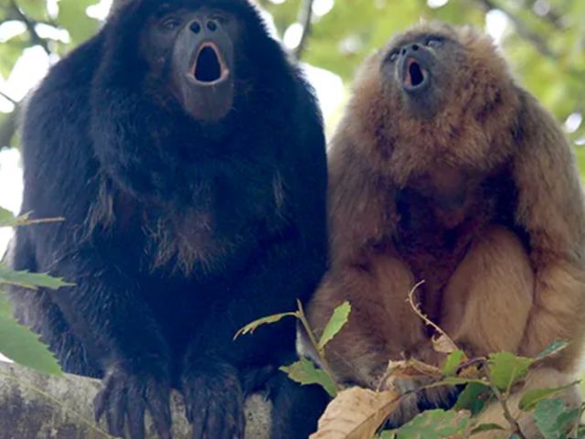 black-gold-howlers-roaring-colour