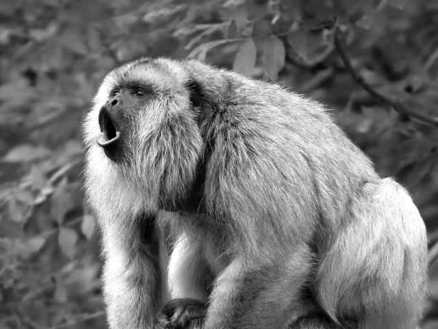 howler-roar-bw