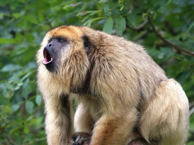howler-roar-colour